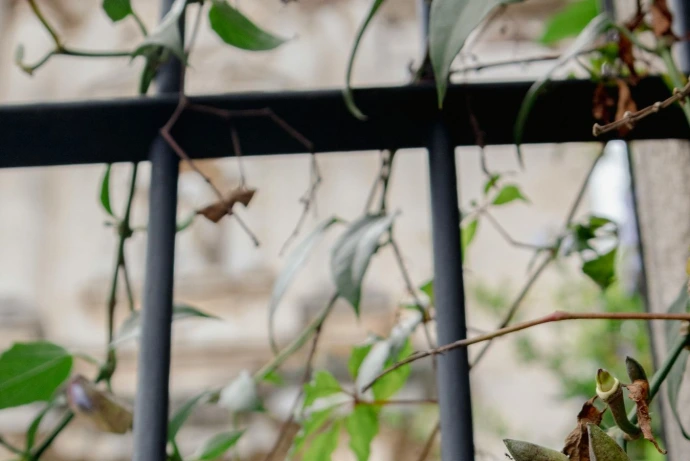 A white flower is growing on a fence